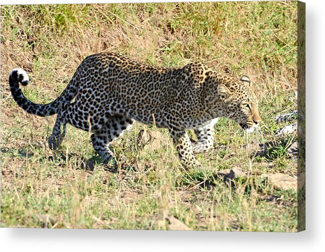 Poised Acrylic Print featuring the photograph Leopard Stalking #2 by Tom Wurl