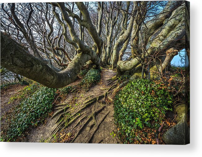 Forest Acrylic Print featuring the photograph Magic Forest #2 by Elmer Jensen