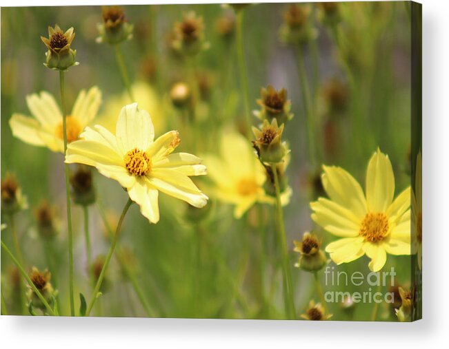 Yellow Acrylic Print featuring the photograph Nature's Beauty 68 by Deena Withycombe