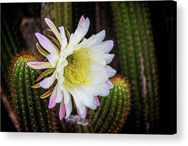 Cactus Acrylic Print featuring the photograph Organ Pipe Cactus 2 #2 by Kenneth Roberts