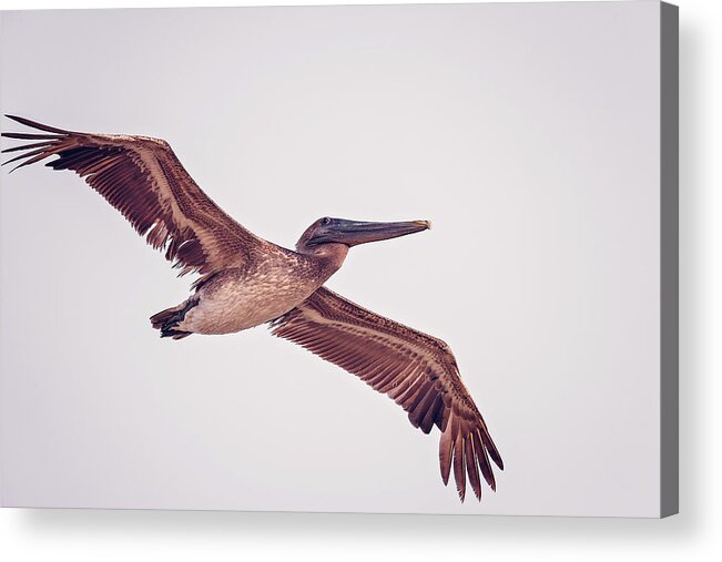 Aqua Acrylic Print featuring the photograph Pelican by Peter Lakomy