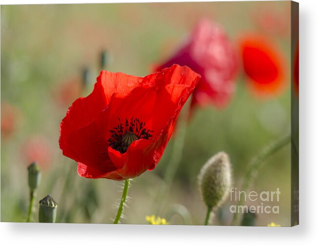 Poppy Acrylic Print featuring the photograph Poppies in field in spring #2 by Perry Van Munster