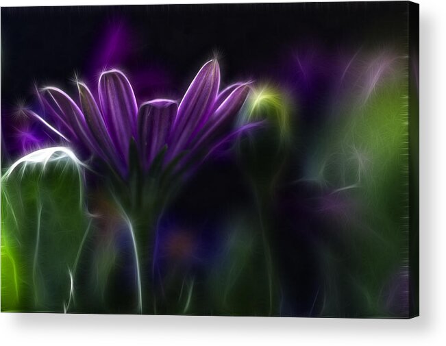 Abstract Acrylic Print featuring the photograph Purple Daisy by Stelios Kleanthous
