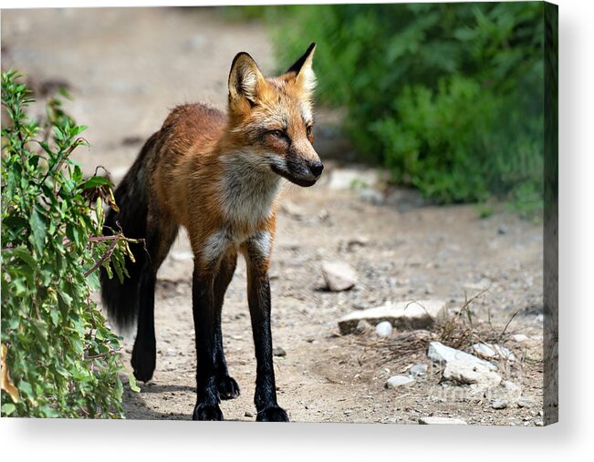 Red Fox Acrylic Print featuring the photograph Red fox portrait #3 by Sam Rino