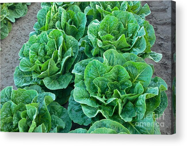 Lettuce Acrylic Print featuring the photograph Romaine Lettuce #2 by Inga Spence