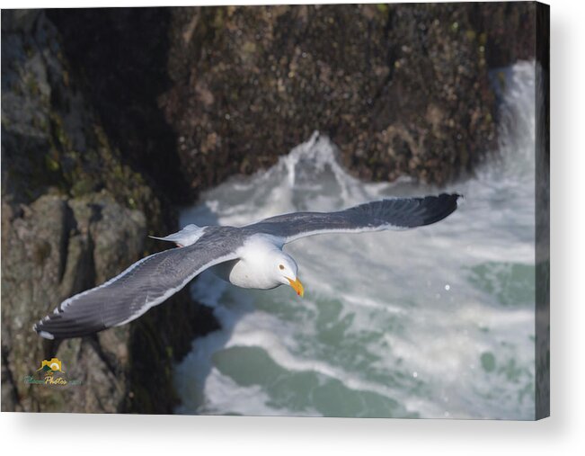 Bodega Bay Acrylic Print featuring the photograph Seagull #2 by Jim Thompson