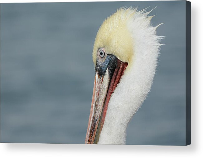 California Brown Pelican Acrylic Print featuring the photograph Simplicity #2 by Fraida Gutovich