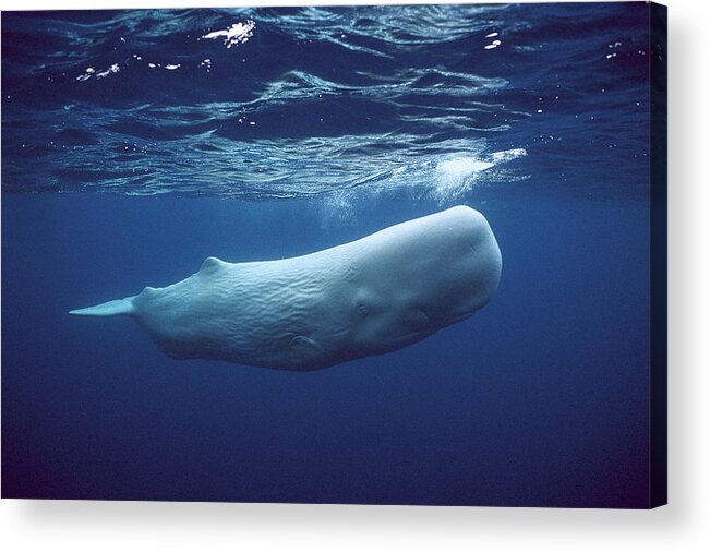 00270022 Acrylic Print featuring the photograph White Sperm Whale #1 by Hiroya Minakuchi
