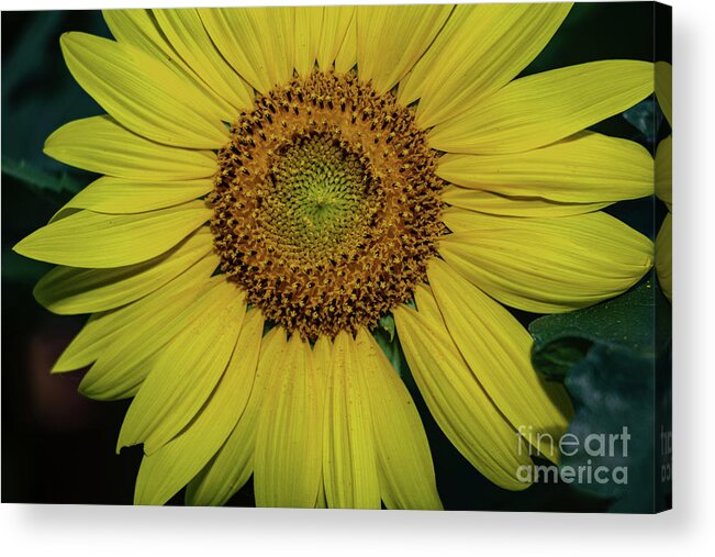 Beshers Acrylic Print featuring the photograph Sunflowers in Bloom #3 by Thomas Marchessault