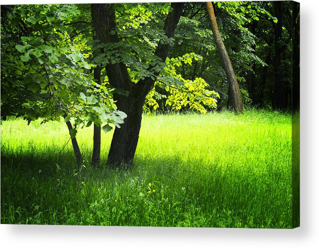 Tree Acrylic Print featuring the photograph Tree in Forest Close Up #2 by Donald Erickson