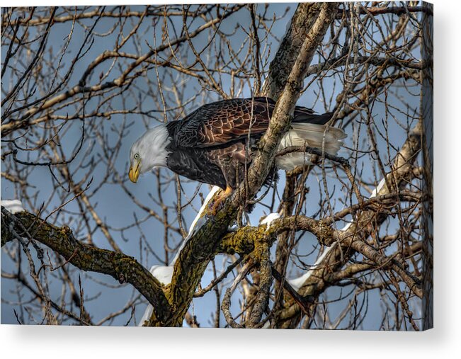 American Bald Eagle Acrylic Print featuring the photograph Tree Top Eagle #2 by Ray Congrove