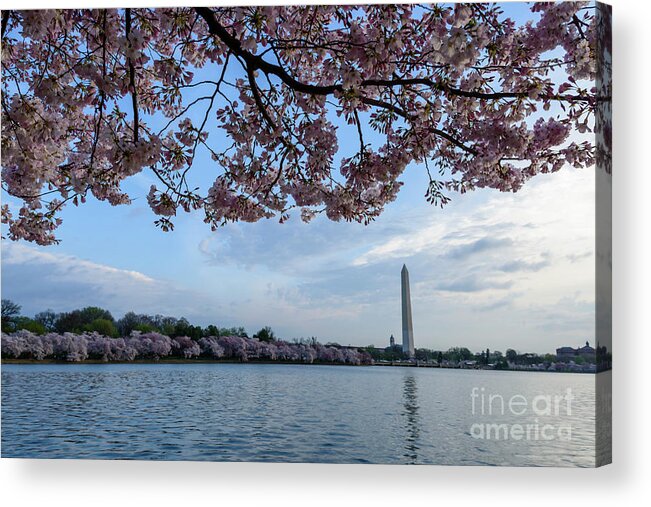 Washington Monument Acrylic Print featuring the photograph Washington Monument Cherry Blossoms #2 by Thomas R Fletcher