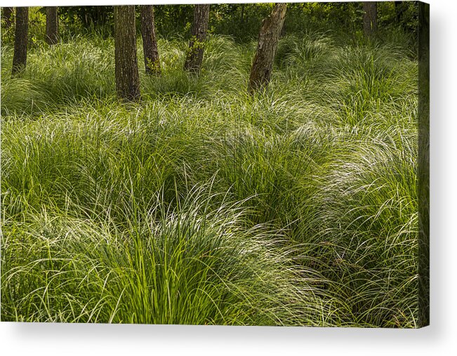 Grass Acrylic Print featuring the photograph Water Huld in the woods. #2 by Elmer Jensen