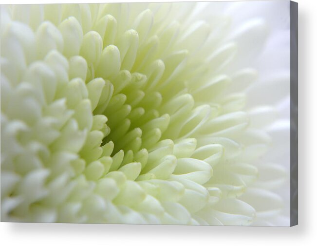 Chrysanthemum Acrylic Print featuring the photograph White Chrysanthemum #2 by Chris Day