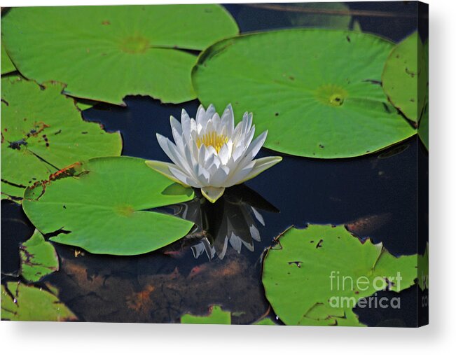 White Water Lily Acrylic Print featuring the photograph 2- White Water Lily by Joseph Keane