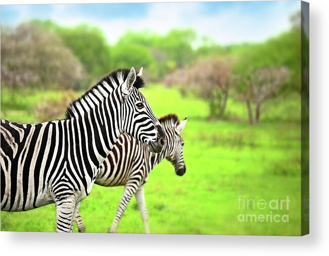 Adventure Acrylic Print featuring the photograph Wild zebras of African continent #2 by Anna Om
