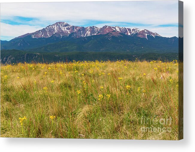 Wildflowers Acrylic Print featuring the photograph Wildflowers and Pikes Peak #2 by Steven Krull