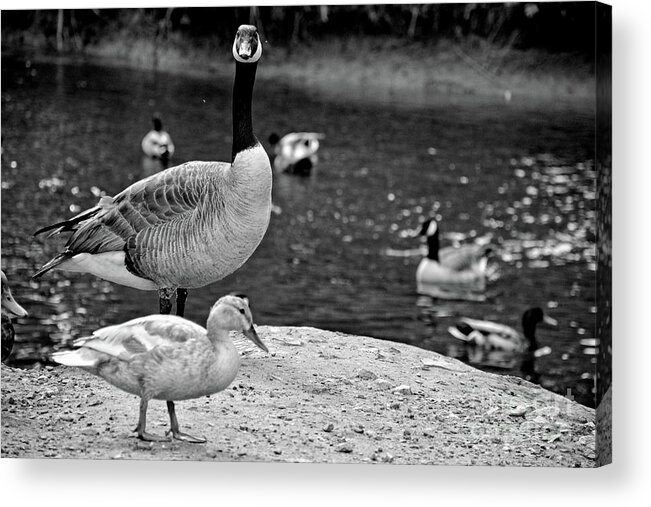2281 Acrylic Print featuring the photograph Wildlife #2 by FineArtRoyal Joshua Mimbs