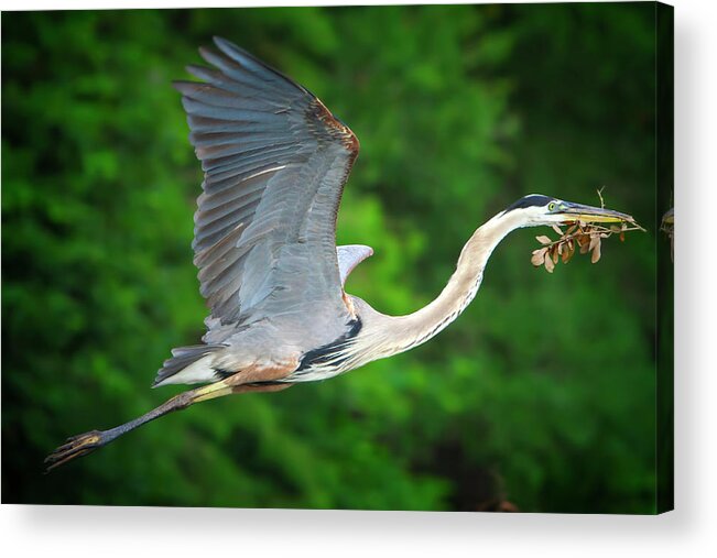 Great Blue Heron Acrylic Print featuring the photograph Wings of Blue #2 by Mark Andrew Thomas