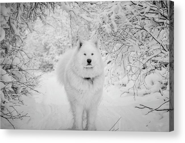Samoyed Acrylic Print featuring the photograph Winter Wonderland #2 by Valerie Pond