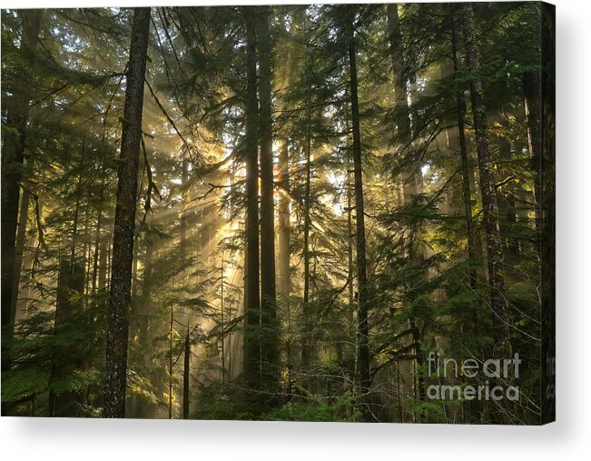 Sol Duc Acrylic Print featuring the photograph Olympic Light Beams by Adam Jewell