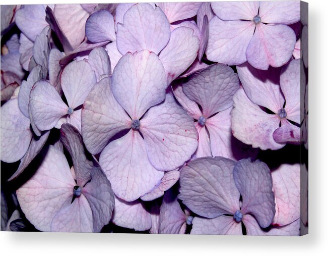 Flowers Acrylic Print featuring the pyrography 2010 Hydrangea 2 by Robert Morin