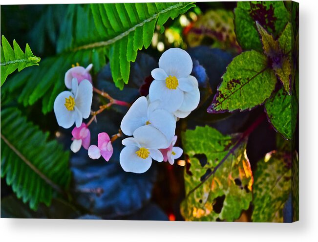 Begonias Acrylic Print featuring the photograph 2015 Early September at the Garden Begonias by Janis Senungetuk