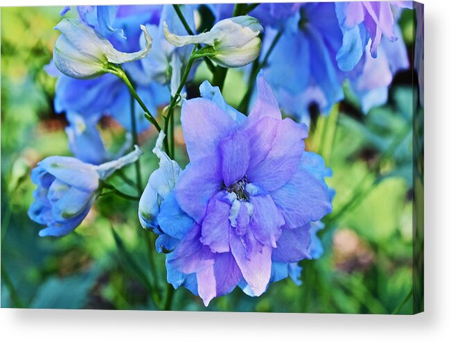 Larkspur Acrylic Print featuring the photograph 2015 Mid September at the Garden Larkspur 2 by Janis Senungetuk