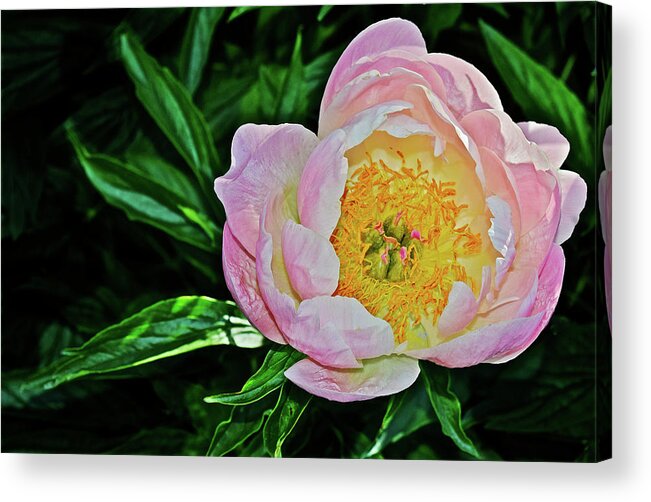 Peony Acrylic Print featuring the photograph 2016 Late May Soft Apricot Kisses Peony by Janis Senungetuk