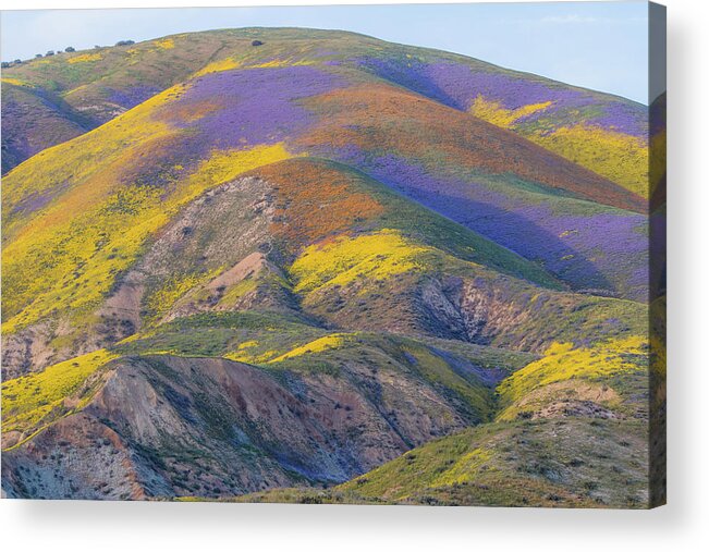 California Acrylic Print featuring the photograph 2017 Carrizo Plain Super Bloom by Marc Crumpler