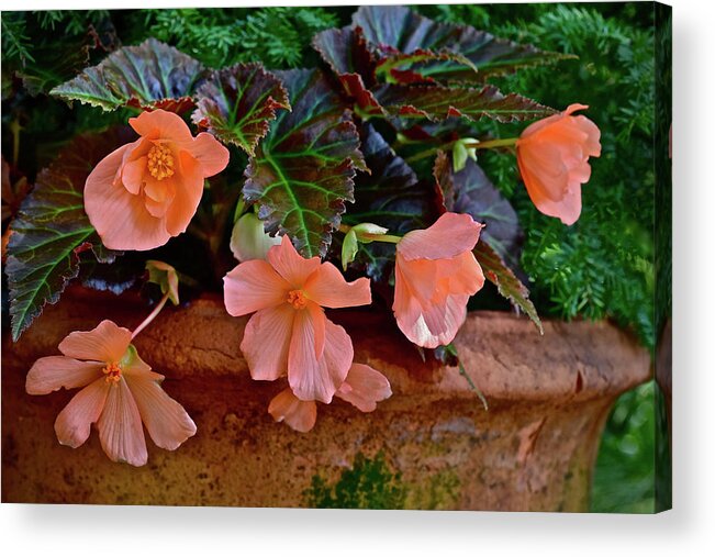 Begonias Acrylic Print featuring the photograph 2017 Early July at the Gardens Begonias 2 by Janis Senungetuk