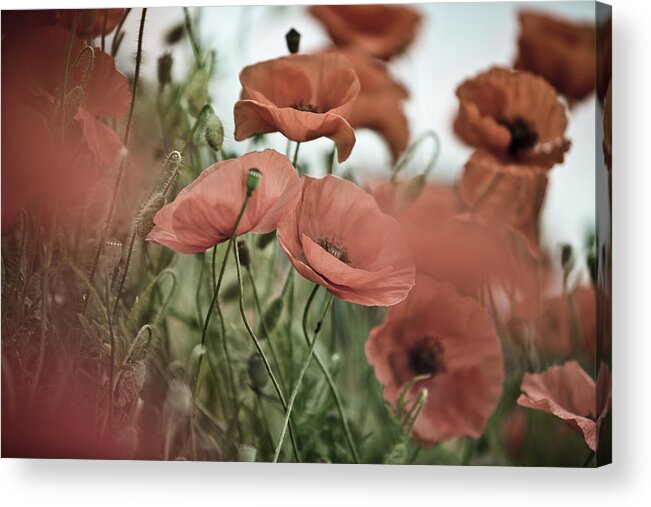 Poppy Acrylic Print featuring the photograph Poppy Meadow #23 by Nailia Schwarz
