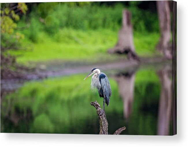 Animal Acrylic Print featuring the photograph Blue Heron #27 by Peter Lakomy