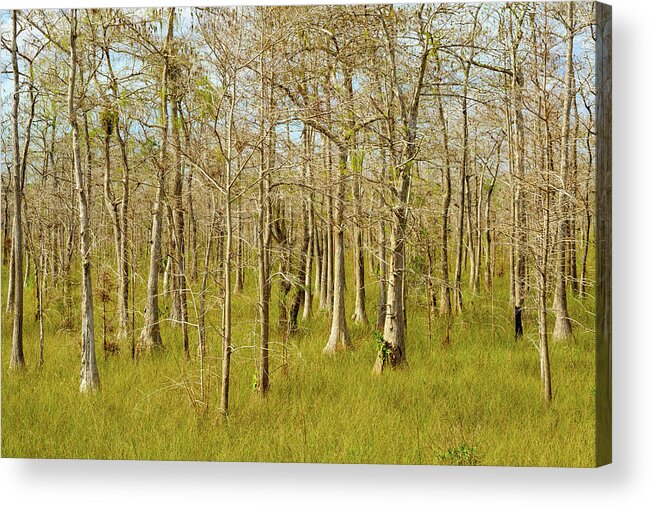 Big Cypress National Preserve Acrylic Print featuring the photograph Florida Everglades by Raul Rodriguez