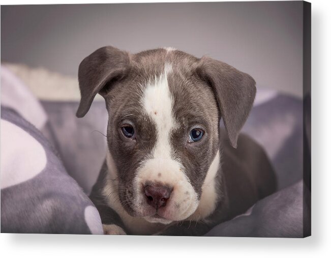 Adorable Acrylic Print featuring the photograph American Pitbull Puppy #3 by Peter Lakomy