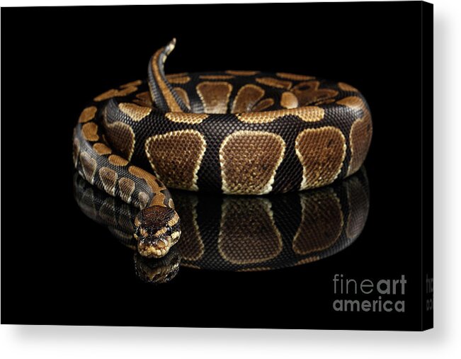 Snake Acrylic Print featuring the photograph Ball or Royal python Snake on Isolated black background #3 by Sergey Taran