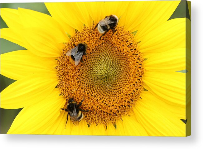 Bee Acrylic Print featuring the digital art Bee #3 by Super Lovely