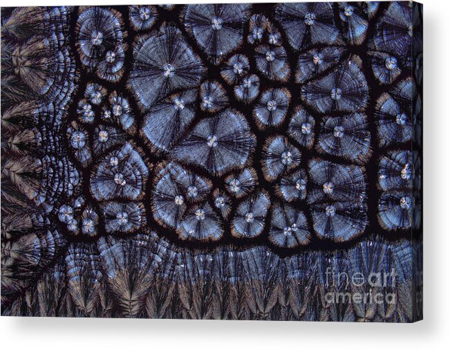Atherosclerosis Acrylic Print featuring the photograph Cholesterol Crystals, Polarized Lm #3 by Antonio Romero