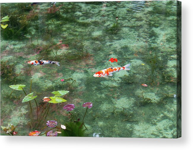 Colored Carp Acrylic Print featuring the photograph Colored Carp at Monet's Pond #3 by Hisao Mogi