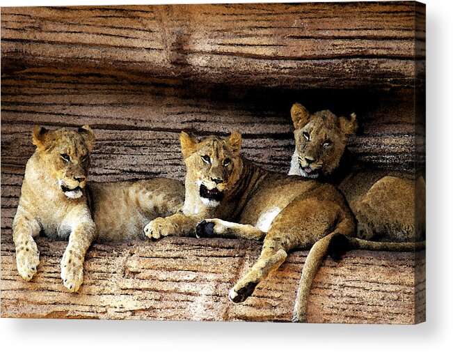 Lion Acrylic Print featuring the digital art 3 Cubs by Don Prioleau