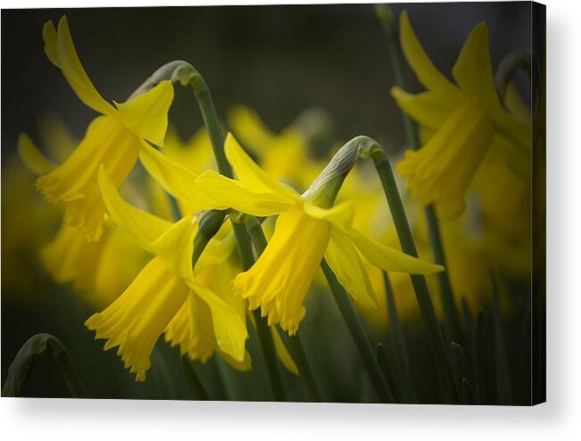 Daffodil Acrylic Print featuring the digital art Daffodil #3 by Super Lovely