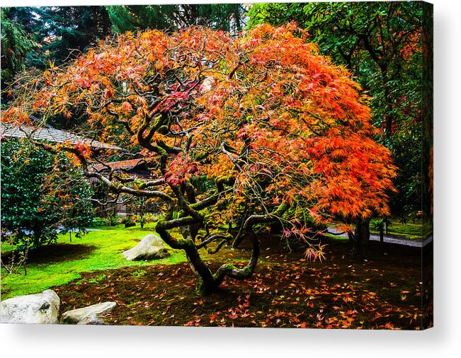 Landscape Acrylic Print featuring the photograph Fall Color - Japanese Maple #3 by Hisao Mogi