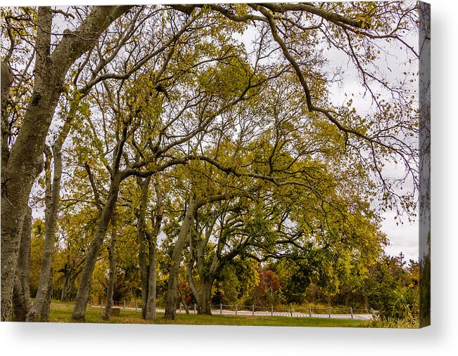Park Acrylic Print featuring the photograph Fall foliage #3 by SAURAVphoto Online Store
