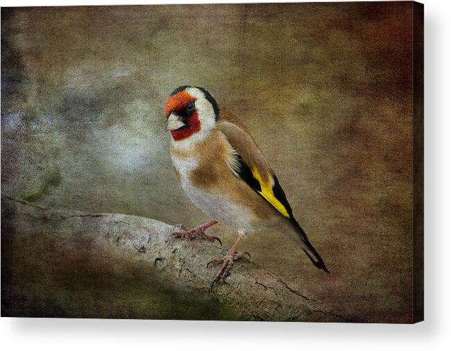 Goldfinch Acrylic Print featuring the photograph Goldfinch #3 by Chris Smith