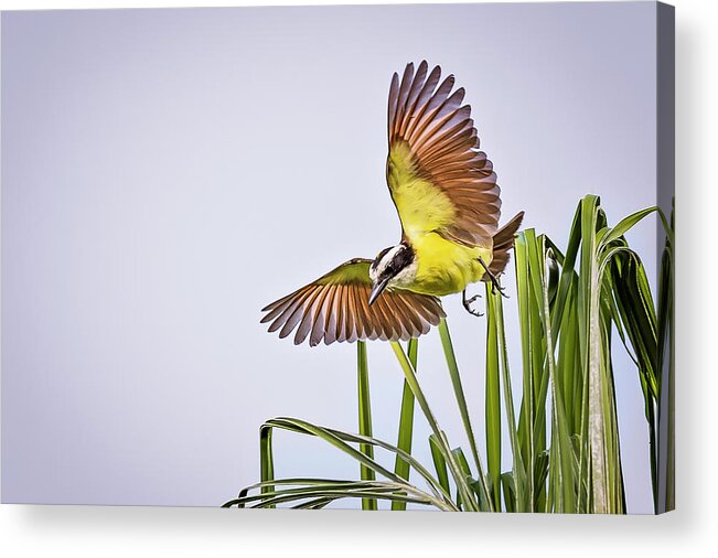 Animal Acrylic Print featuring the photograph Great Crested Flycatcher by Peter Lakomy