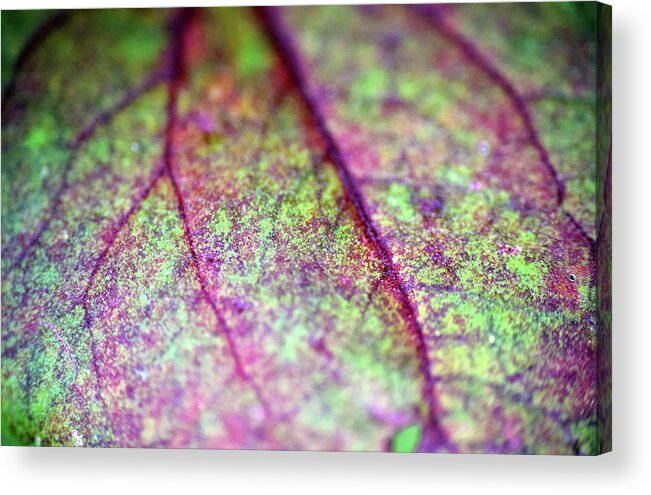 Photograph Acrylic Print featuring the photograph Leaf #3 by Larah McElroy