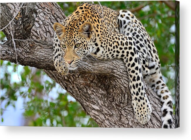 Leopard Acrylic Print featuring the photograph Leopard #3 by Jackie Russo