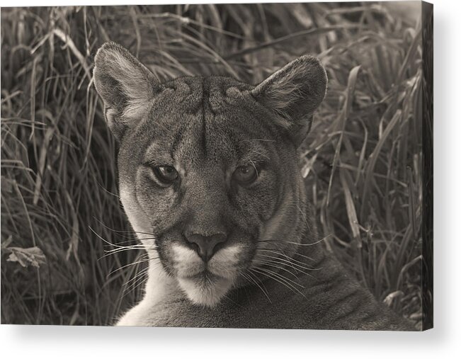 Animals Acrylic Print featuring the photograph Mountain Lion #3 by Brian Cross