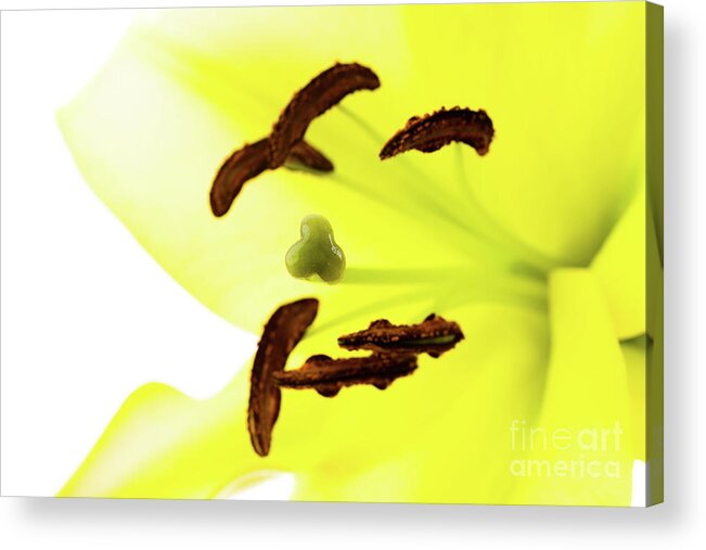 Abstract Acrylic Print featuring the photograph Oriental Lily Flower by Raul Rodriguez