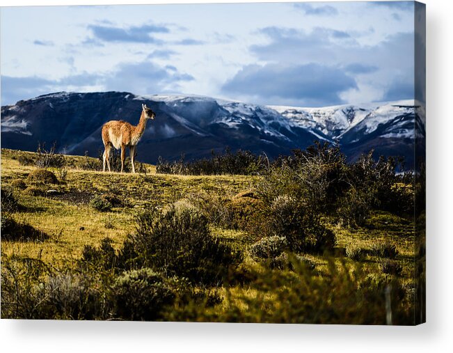 Patagonia Acrylic Print featuring the photograph Patagonia Guanaco #3 by Walt Sterneman